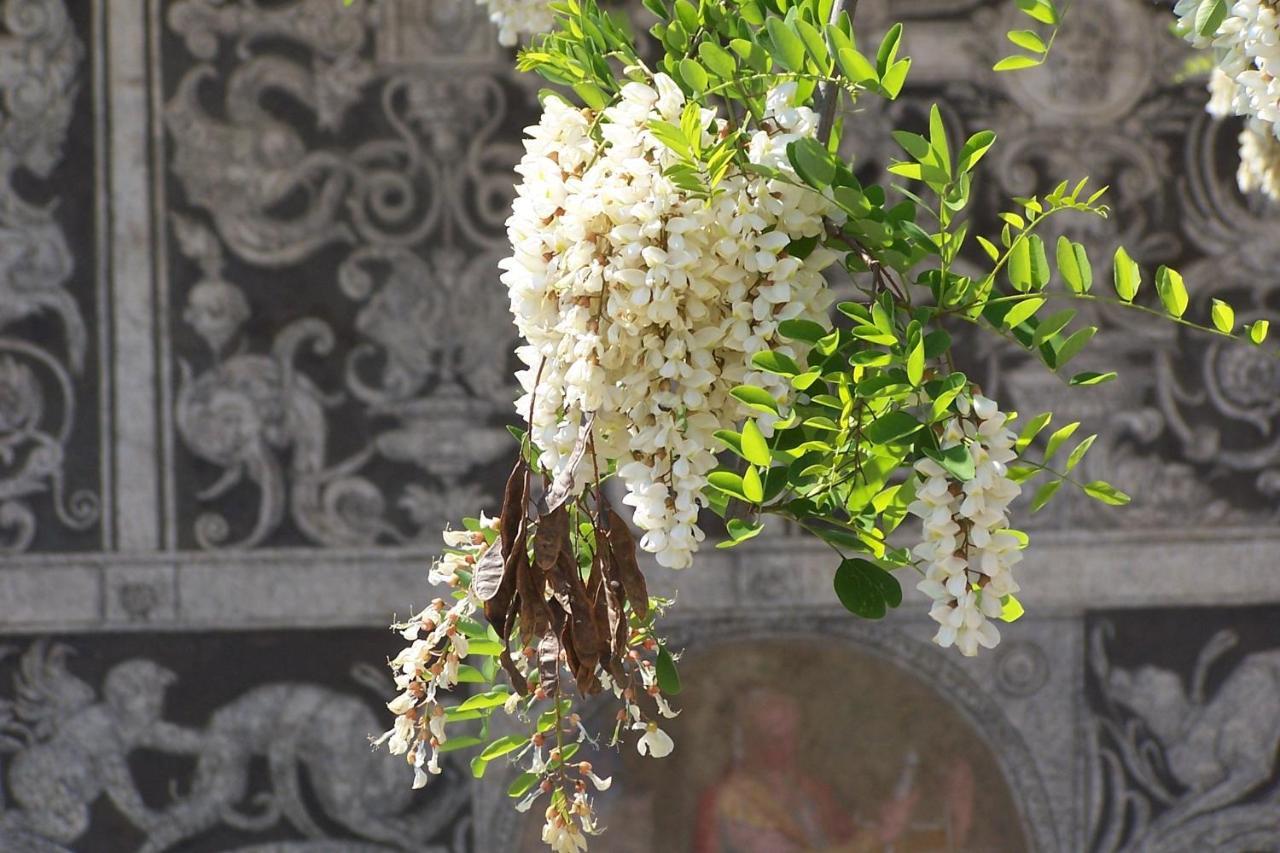 Acacia Firenze - Primulaアパートメント エクステリア 写真